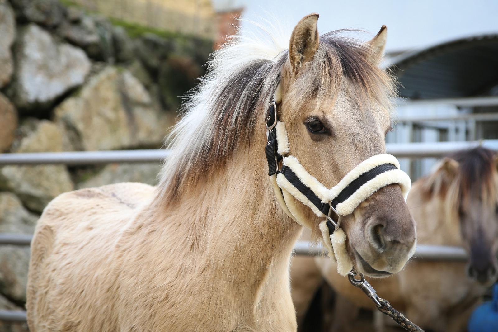 Fjordpferd im Offenstall – ruhige Haltung robuster Pferde