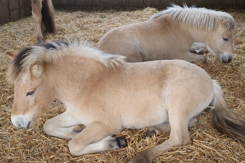 Warum kleine Veränderungen im Offenstall große Auswirkungen auf die Herde haben