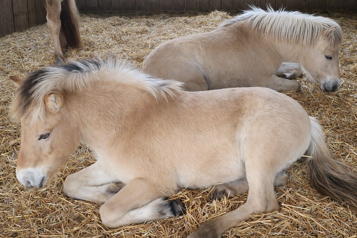 Zwei ruhende Fjordpferde im Offenstall zeigen entspanntes Herdenverhalten auf strukturierter Liegefläche