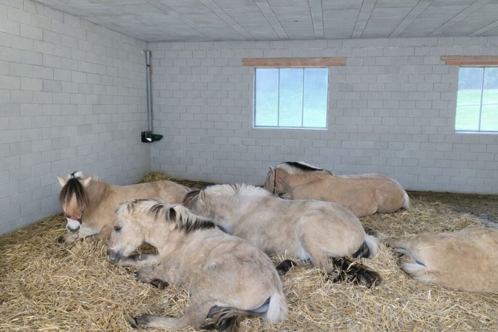 Probleme in der Herde – was Fjordpferde im Offenstall wirklich brauchen