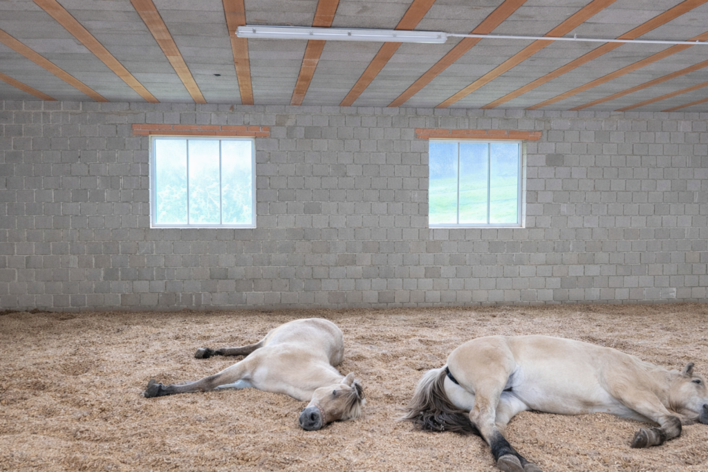 Offenstall im Alltag – kleine Fehler, die bei robusten Pferden schnell große Folgen haben