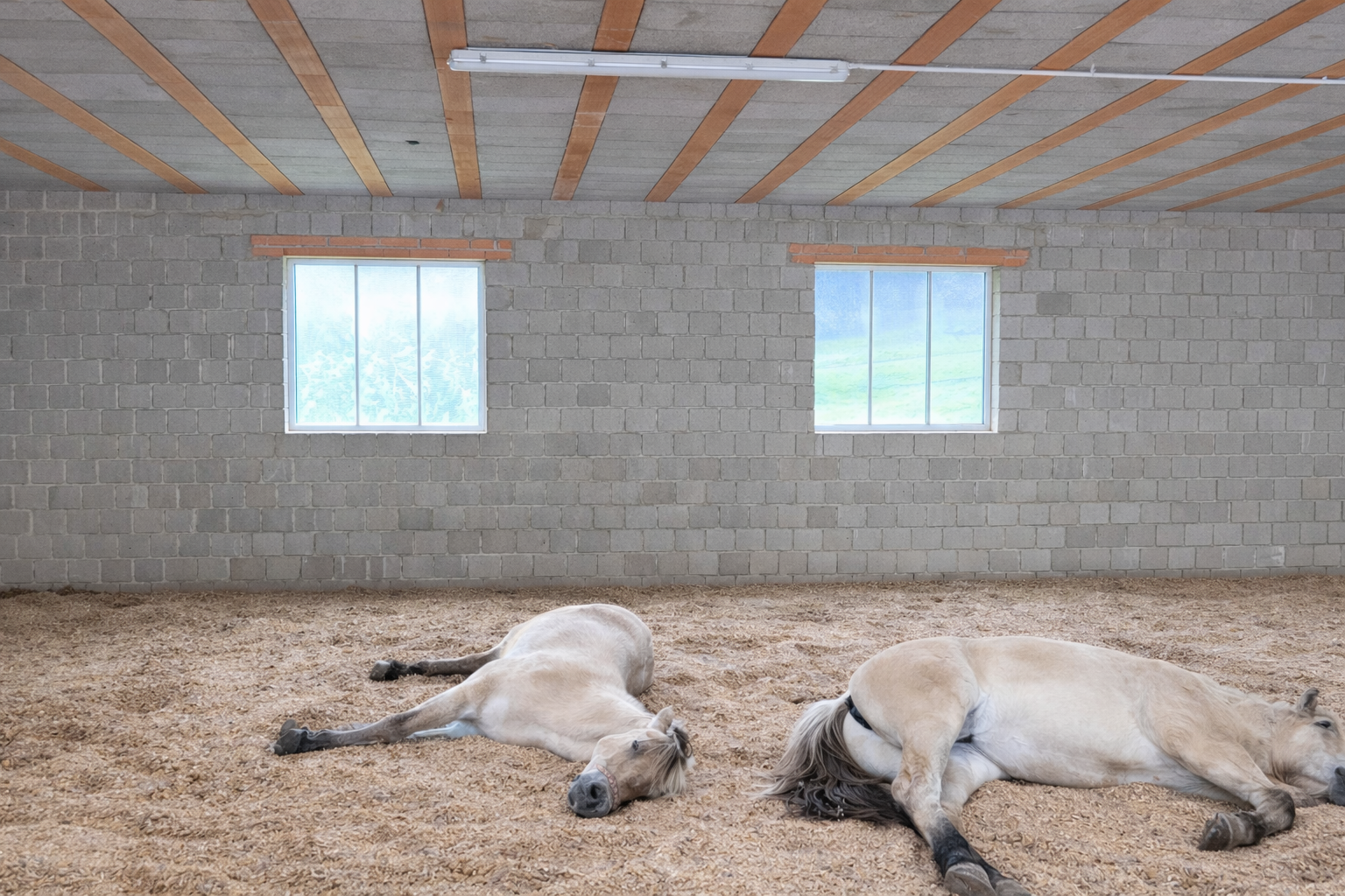 „Fjordpferde ruhen entspannt auf trockener Liegefläche im Offenstall“