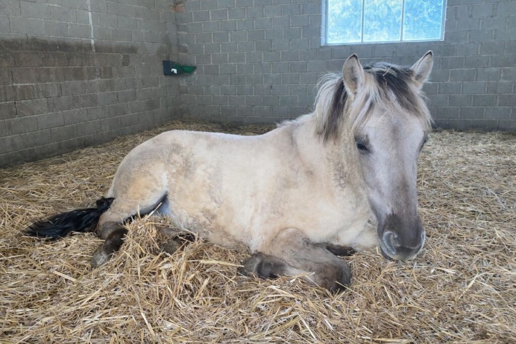 Offenstall für Fjordpferde – worauf es bei Haltung robuster Pferde wirklich ankommt