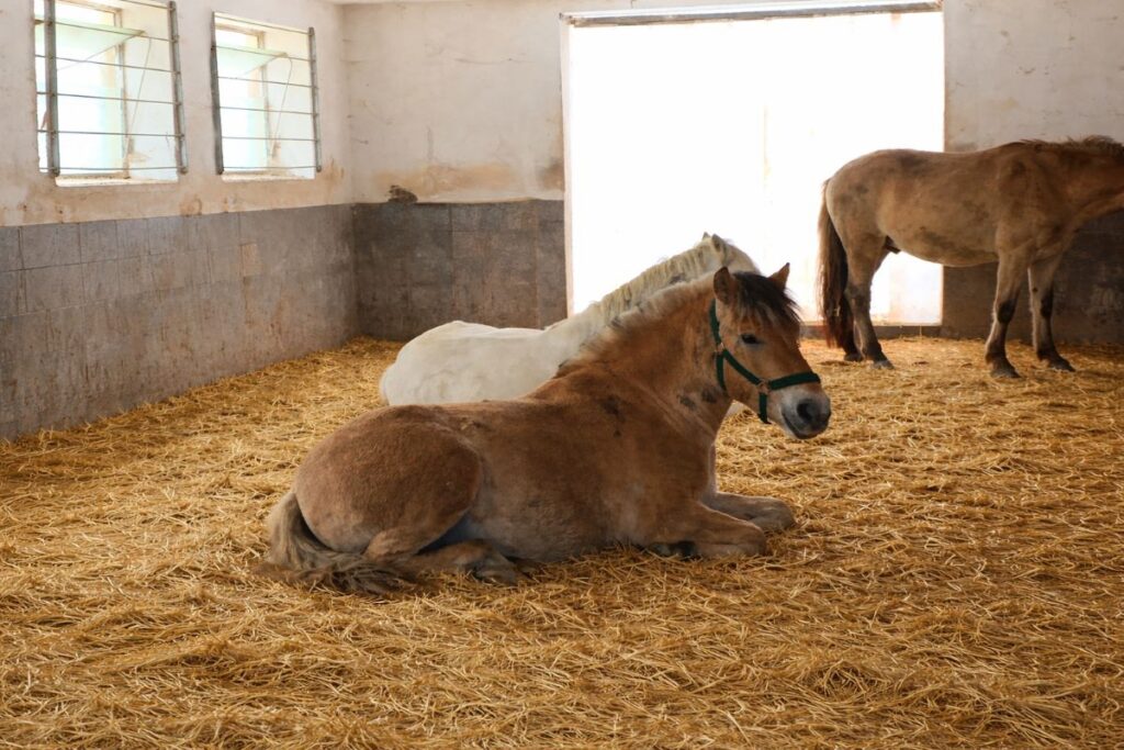 Offenstall richtig planen – Laufwege, Futterplätze und Ruhebereiche bei Fjordpferden