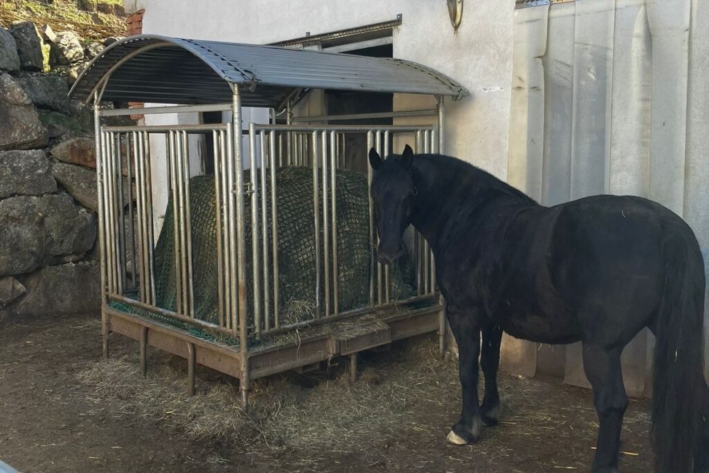 Fütterung im Offenstall bei robusten Pferden – was sich bei uns im Alltag bewährt hat