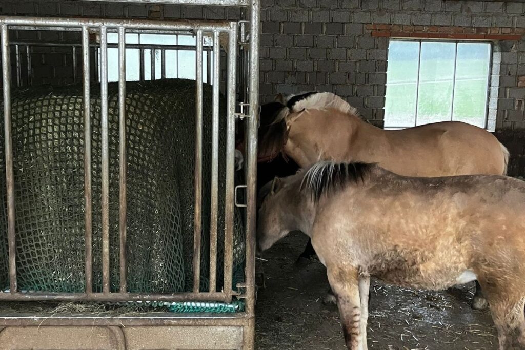 Heunetz in der Heuraufe: Warum Pferde es hochdrücken – und wie wir Heuverlust stoppen