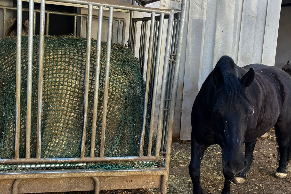 Heuraufe mit Rundballen und Heunetz im Offenstall bei robusten Pferden