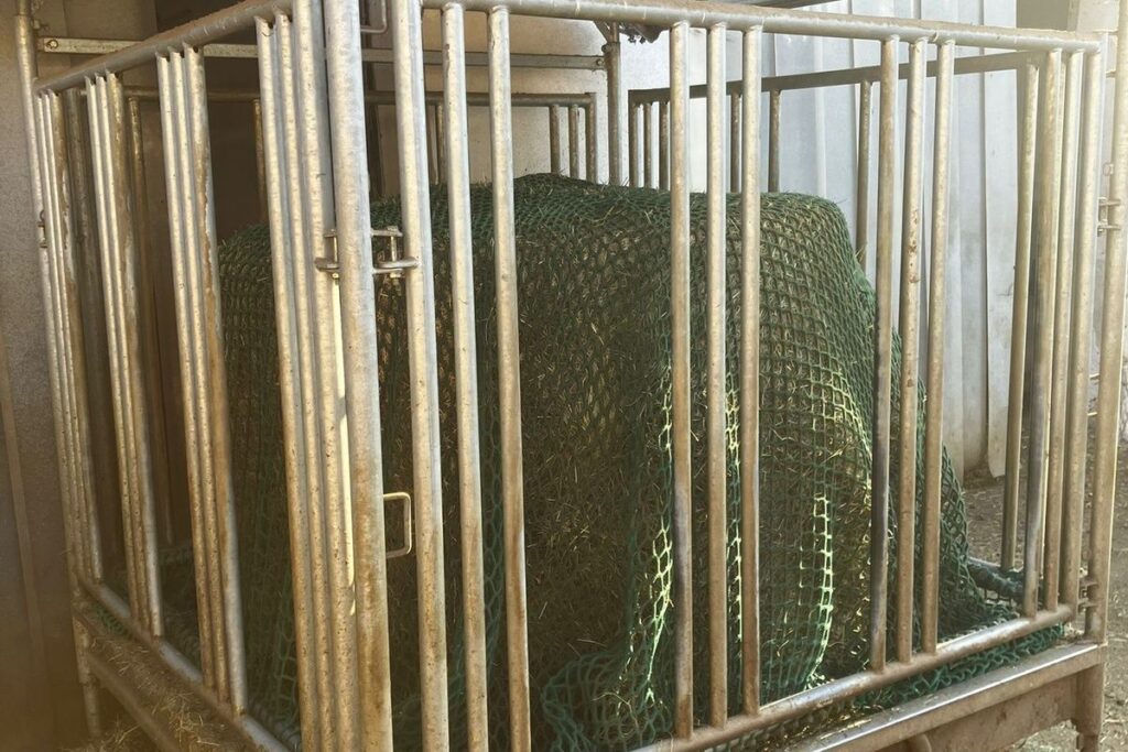 Heuraufe mit Rundballen und Heunetz im Offenstall bei robusten Pferden