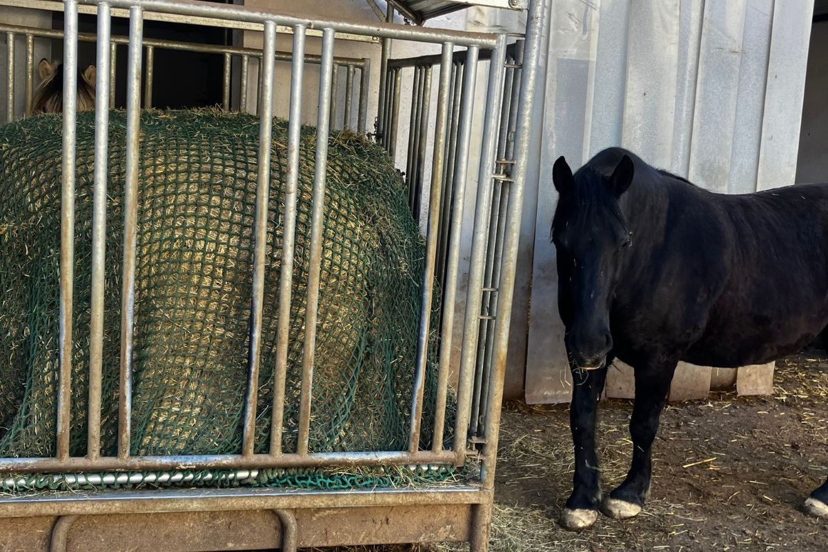 Heuraufe mit Heunetz im Offenstall bei robusten Pferden