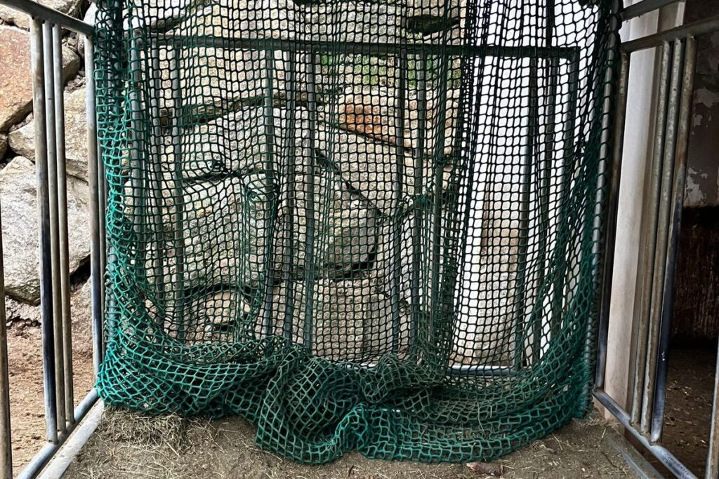 Heuraufe mit Sicherheitsfressgitter im Offenstall bei Fjordpferden