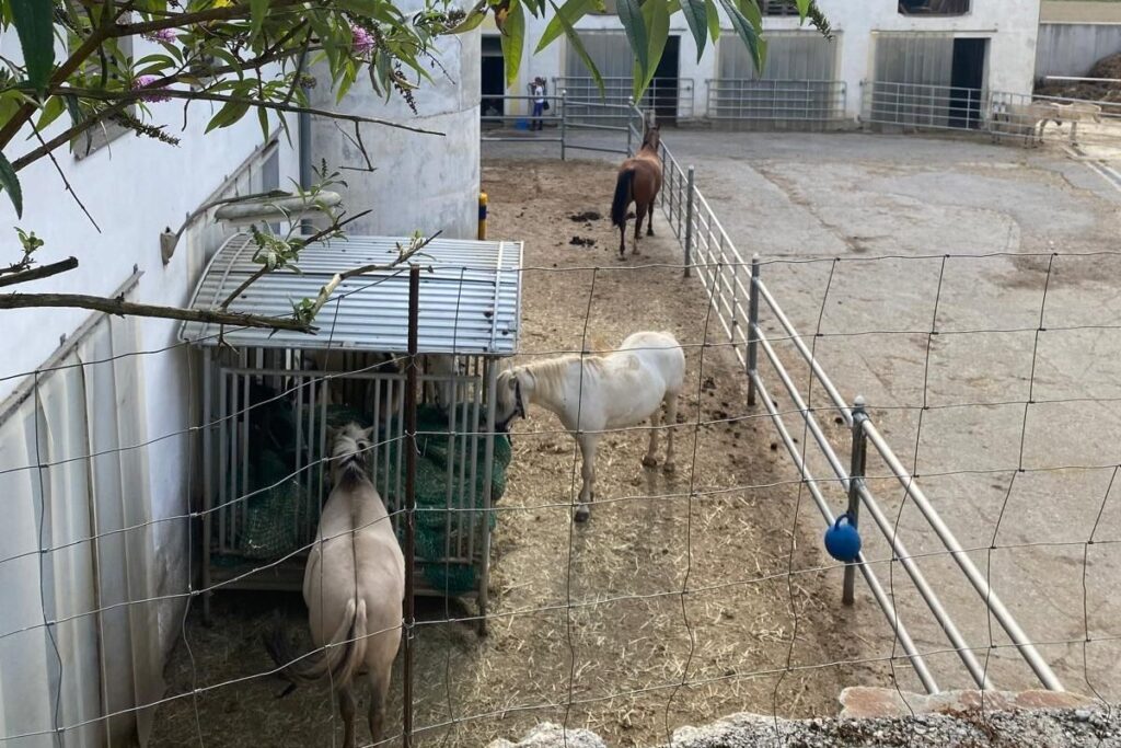 Warum Fjordpferde im Offenstall oft anders reagieren als klassische Reitpferde