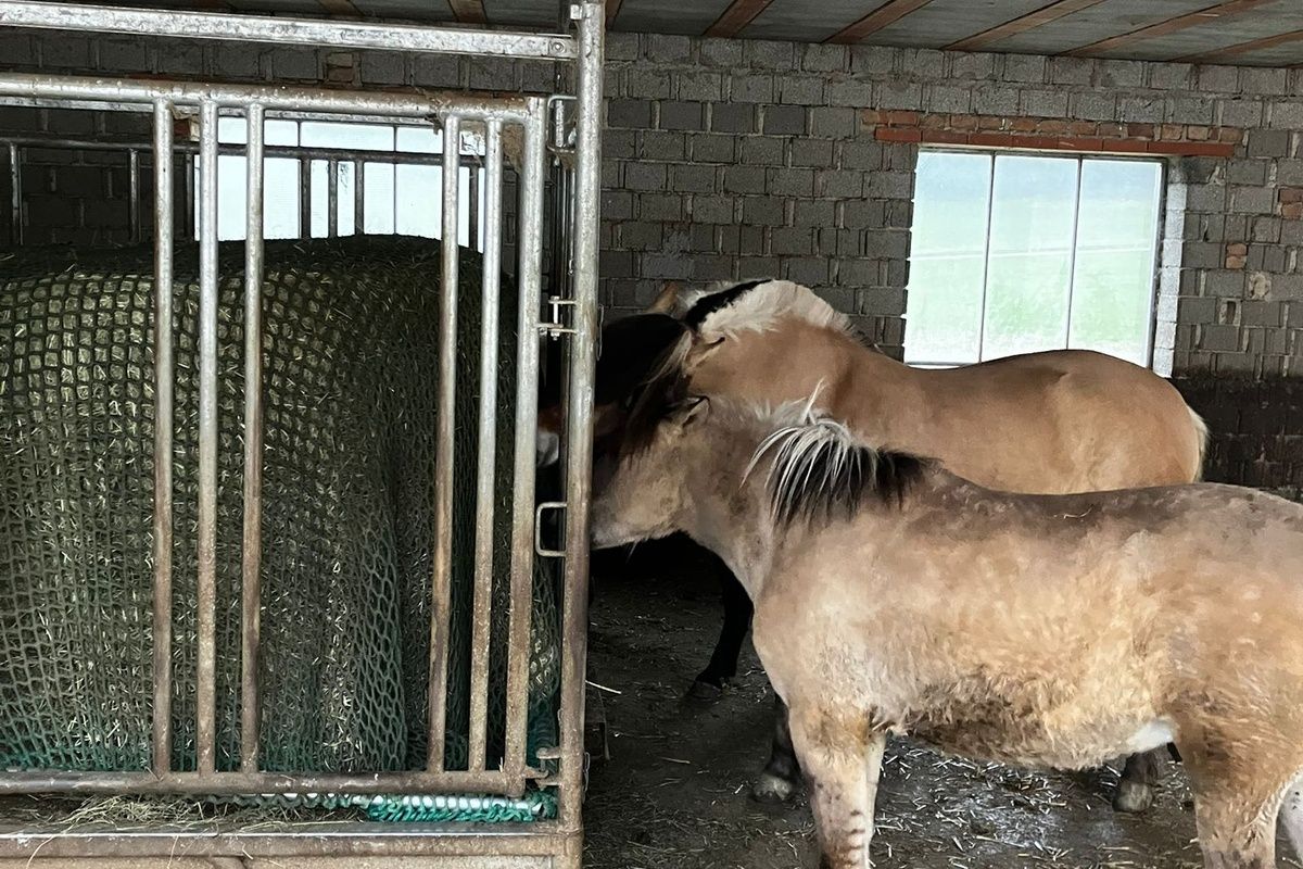 Engmaschiges Heunetz auf Rundballen in der Heuraufe