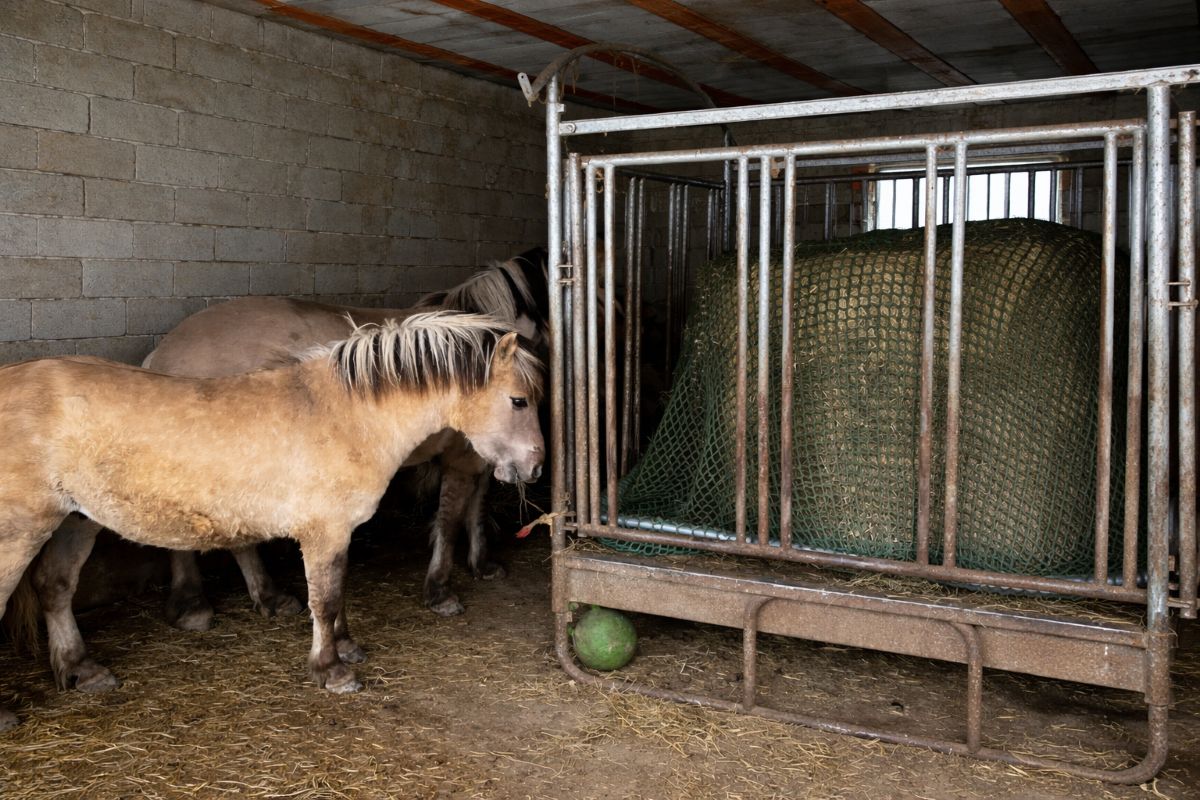 Mehrere Pferde fressen gleichzeitig im Offenstall an der Heuraufe