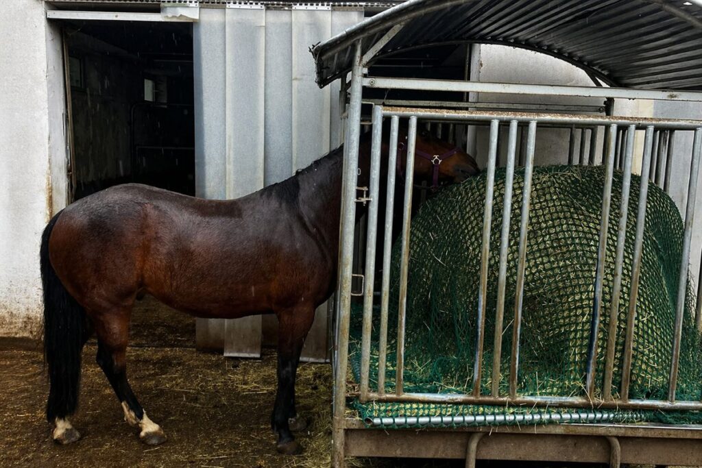 Heuraufe im Offenstall mit Pferd am Heu und engem Fressplatz
