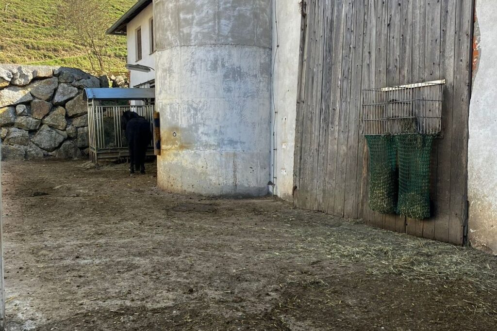 Fressbereich im Offenstall mit Heuraufe und Abstand für mehrere Pferde
