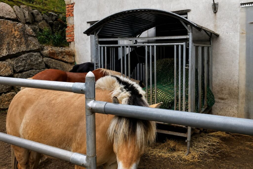 Mehrere Pferde am Heu im Offenstall