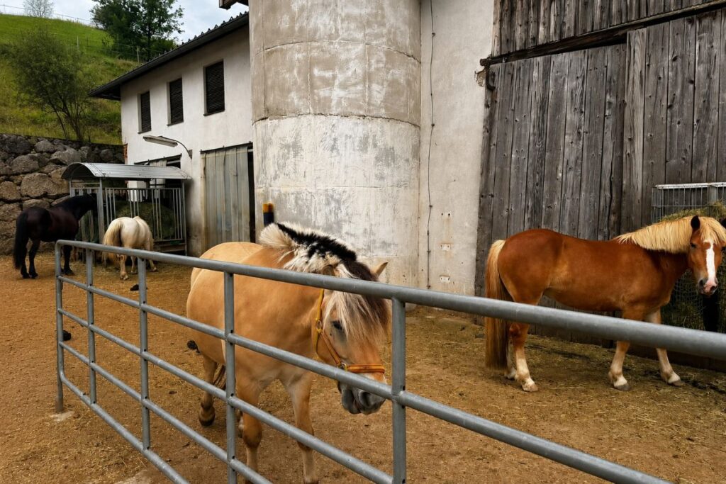Neues Pferd wird gejagt? Was bei der Herdenintegration im Offenstall wirklich wichtig ist