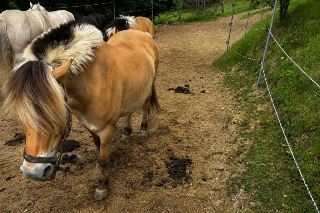 Stark genutzter Bodenbereich im Offenstall